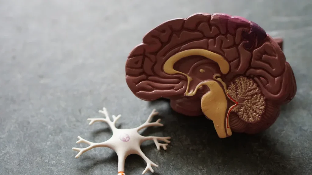 An educational cross-section model of a human brain resting on a neutral grey surface.