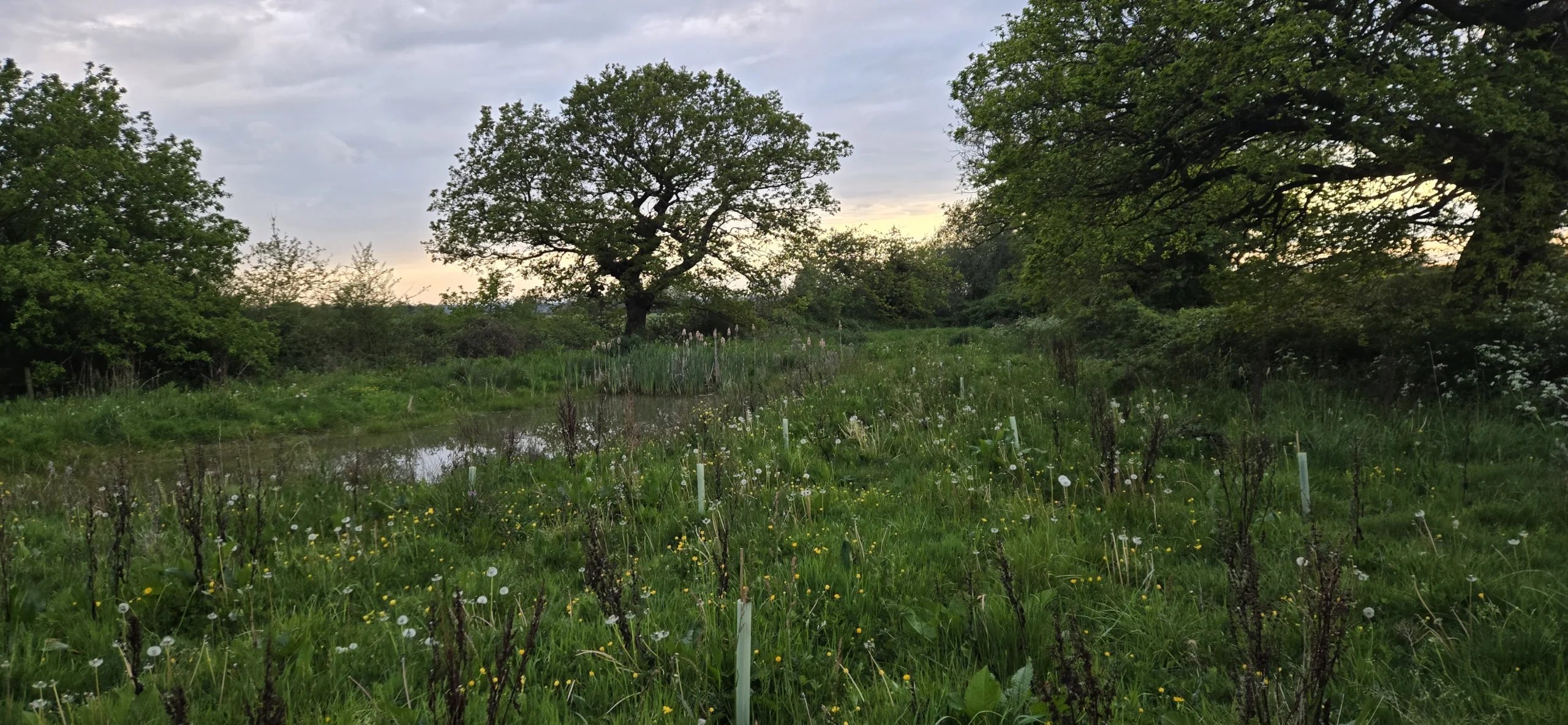Large oak tree in a grassy field with a small pond and wildflowers at dusk.