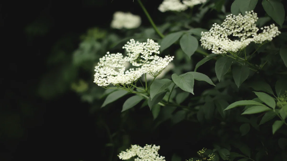 Clusters of white elderflower blossoms hanging from a tree in an English woodland in Cheltenham.