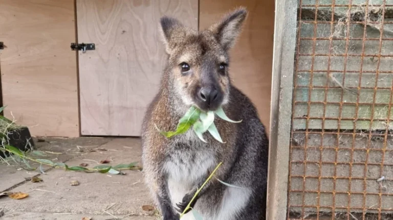 Leeds zoo joins national elite with excellence accreditation