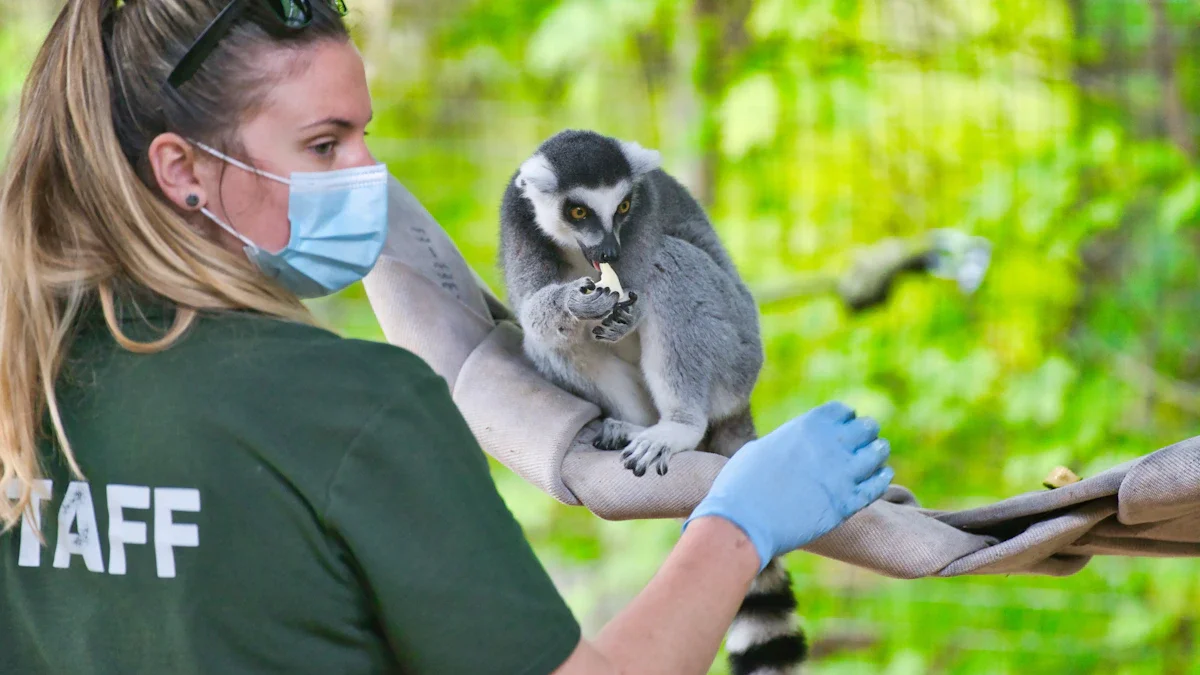 A zookeeper in a green 'STAFF' shirt and face mask caring for a ring-tailed lemur.
