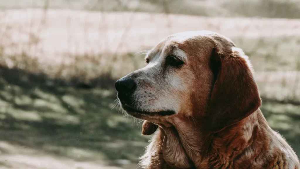 Close-up profile of an elderly brown dog with a greying muzzle in a soft-focus outdoor setting.
