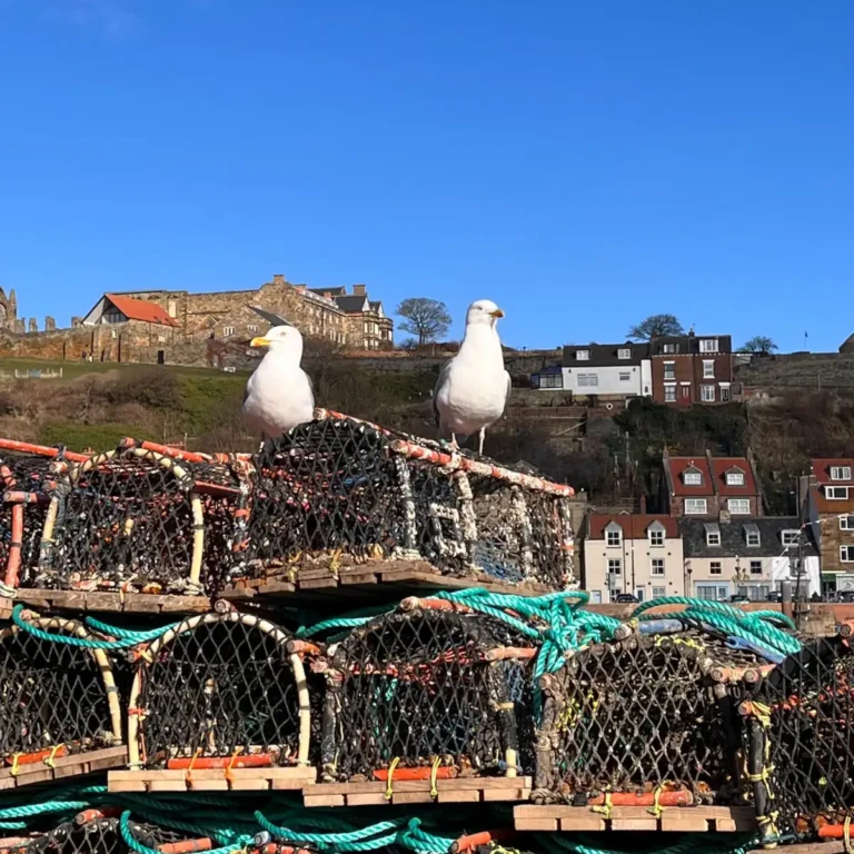 Two white seagulls perched on top of stacked wire lobster pots in a harbor.