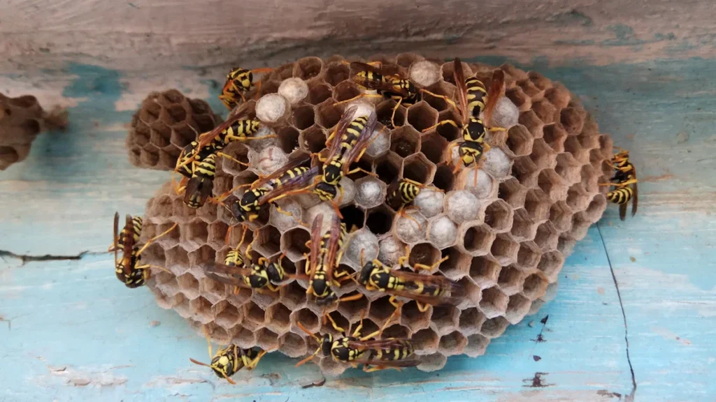 A close-up of an active wasp nest with several wasps crawling on its honeycomb structure, attached to a light blue painted wooden surface.