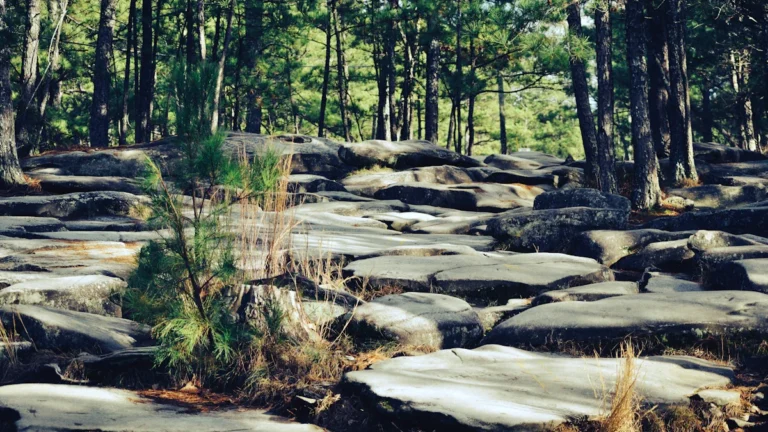 A path of large flat grey rocks leads through a sunlit forest of tall pine trees.
