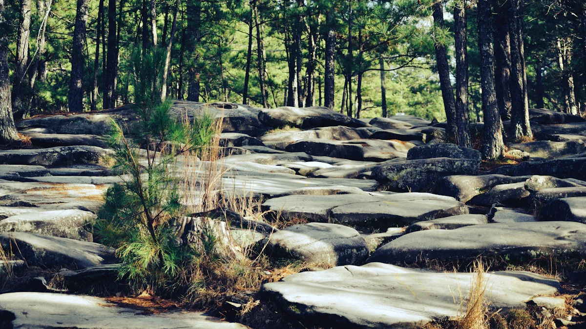 A path of large flat grey rocks leads through a sunlit forest of tall pine trees.