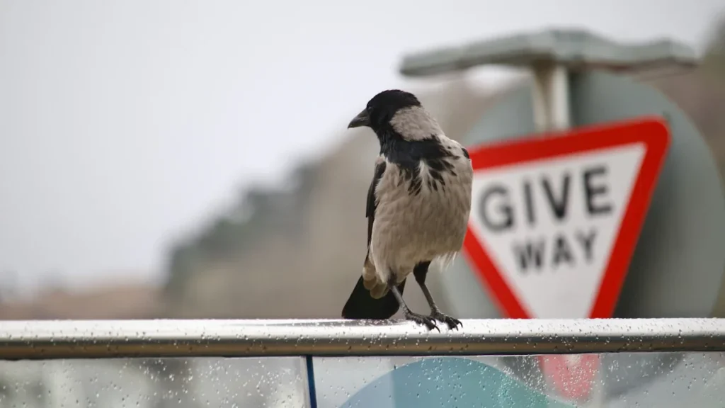 A bird perched on a metal railing near a British-style triangular give way sign.