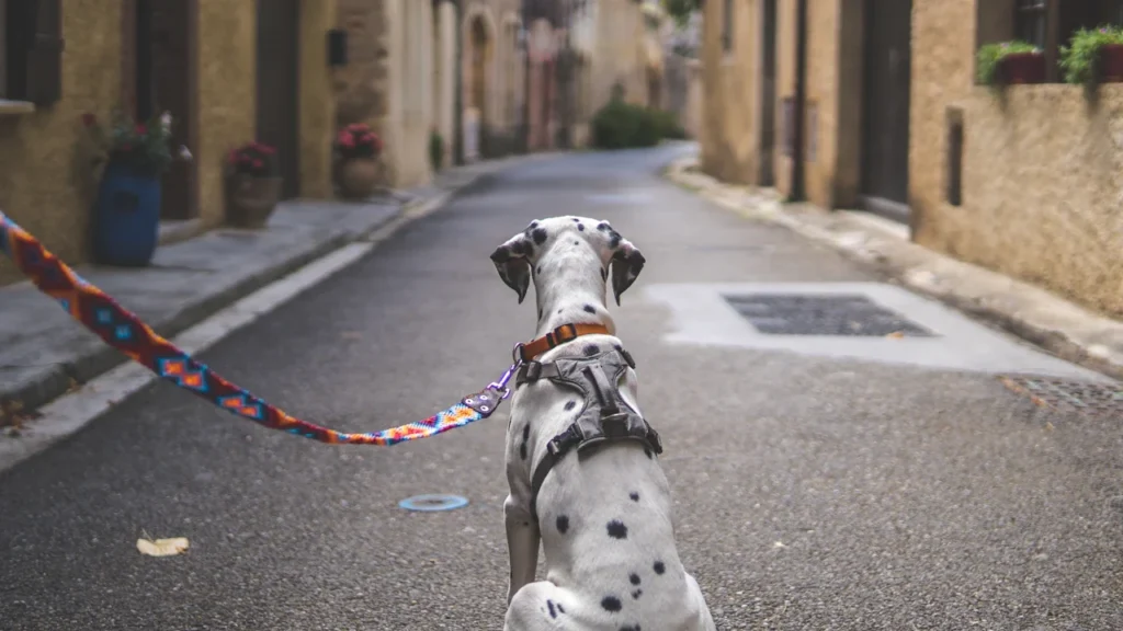 A Dalmatian dog on a leash waiting on a quiet stone street.