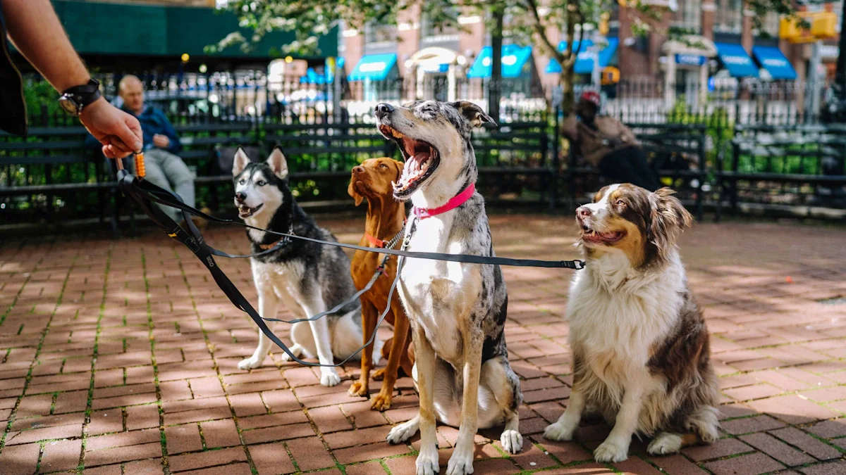 A person holding leashes for several dogs in an urban park setting.