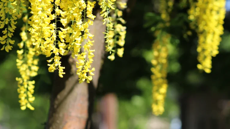 Plymouth saves two Laburnum trees on Armada Way after public review: what residents need to know
