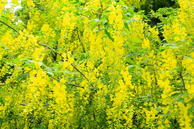 Plymouth saves two Laburnum trees on Armada Way after public review: what residents need to know